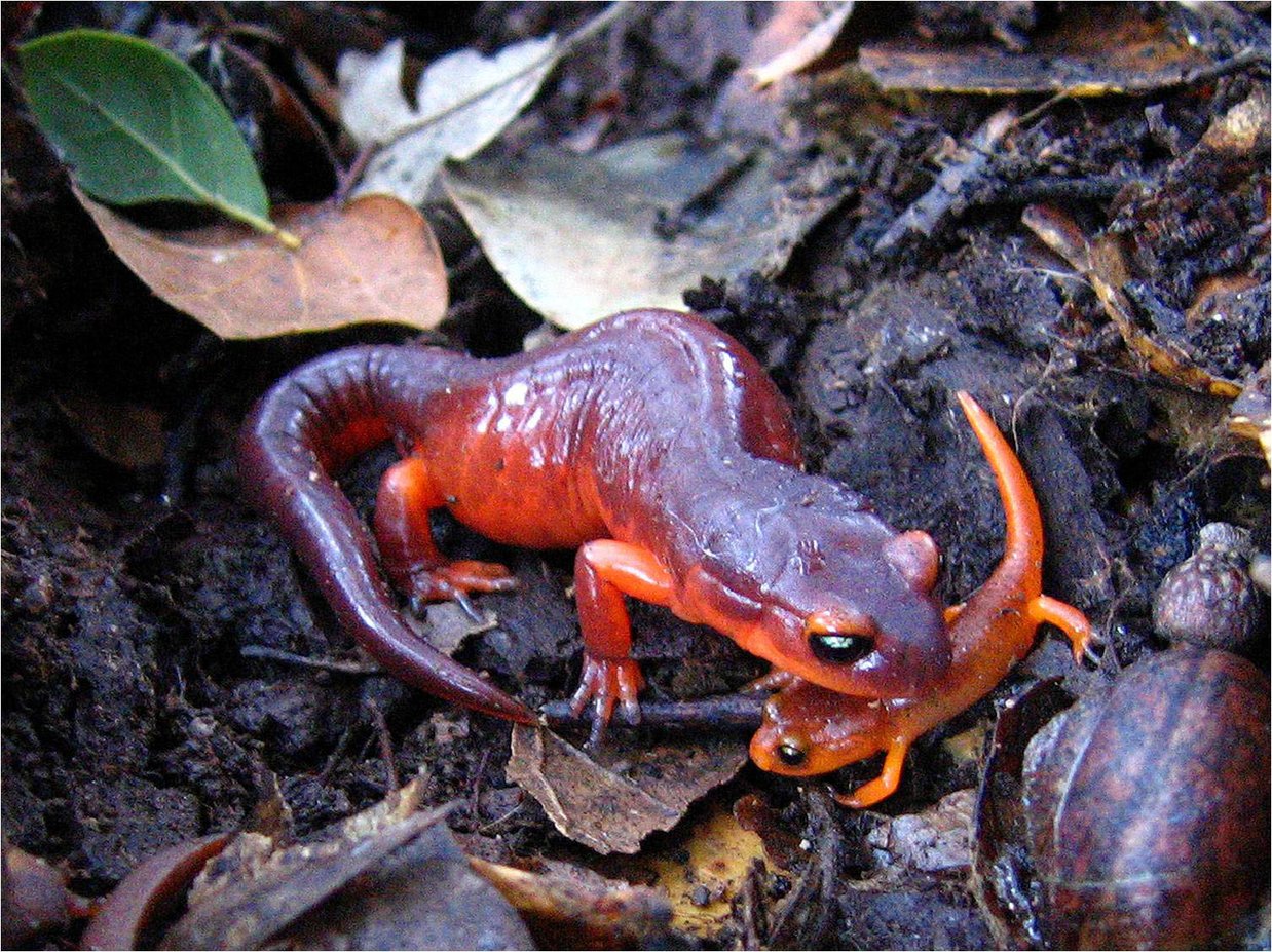 Why do Salamanders Breathe Through Their Skin?